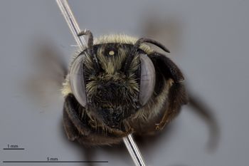 Media type: image;   Entomology 610869 Aspect: head frontal view